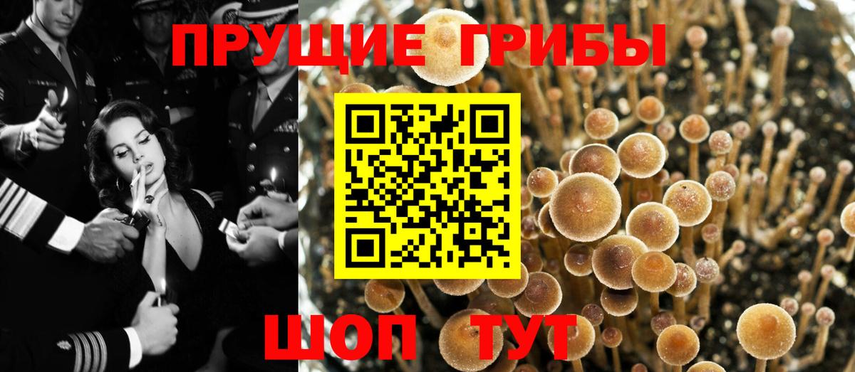Галлюциногенные грибы Psilocybine cubensis  Псилоцибиновые грибы мухоморы  продажа наркотиков  Ногинск  Вход с VPN 